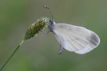 Leptidea sinapis se reconnait facilement à ses ailes arrondies et à son long abdomen.