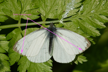 La tache noire sur le recto de l'aile antérieure du mâle de la piéride du navet de la première génération peut être absente.