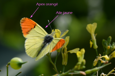 Le mâle de l'aurore de Provence a les ailes jaunes, et l'apex des ailes antérieures orangé.