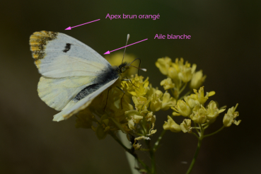 L'apex des ailes antérieures de la femelle de l'aurore de Provence est brun orangé.