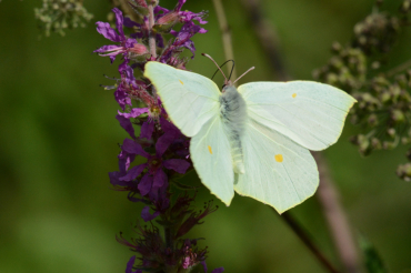 Le recto des ailes du citron femelle est blanc verdâtre avec une petite tache orangée sur chacune.