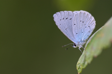 L'azuré des nerpruns possède des ailes de couleur blanc-bleu ornées de fins ocelles noirs au verso.