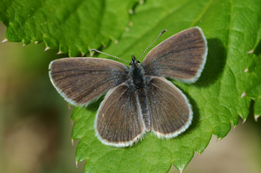 L'argus frêle mâle a une suffusion d'écailles bleutées plus ou moins abondante sur le recto de ses ailes.