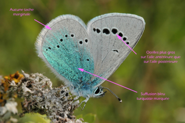 Les ocelles du verso de l'aile antérieure de l'azuré des cytises sont nettement plus gros que ceux de son aile postérieure.