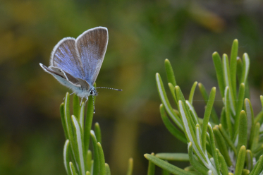 Le recto des ailes de l'azuré des cytises femelle est brun-noir avec une suffusion bleue plus ou moins étendue.