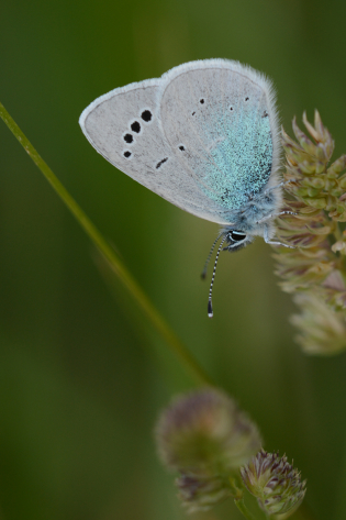 On remarquera la suffusion de bleu turquoise sur le verso de l'aile postérieure de Glaucopsyche alexis.