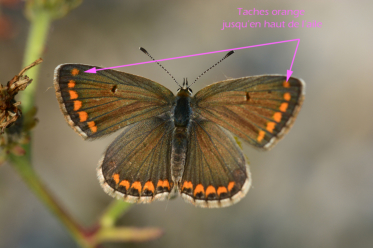Le collier de corail possède des taches marginales orange jusqu'en haut du recto de l'aile antérieure, ainsi qu'une tache discale noire marquée.