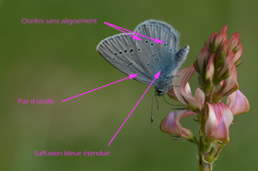 L’azuré osiris ressemble beaucoup à l'argus frêle. Il s’en distingue par son aire basale bleue plus large et les ocelles non alignés sur le verso de son aile postérieure.
