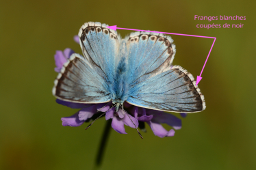 Le bleu nacré possède une frange blanche coupée de petites marques noires aux ailes.