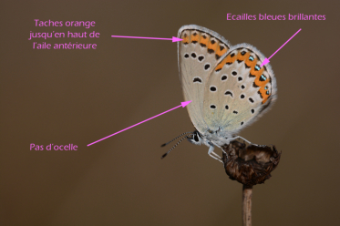 Contrairement au petit argus et au moyen argus, l'azuré des coronilles possède une série de taches orangées marginales au verso des ailes antérieures.