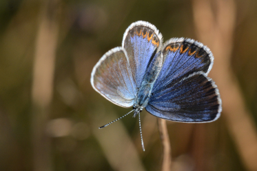 Azuré des coronilles femelle : le recto des ailes est brunâtre plus ou moins coloré de bleu.
