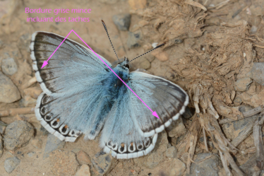 Recto des ailes du mâle du bleu nacré espagnol.