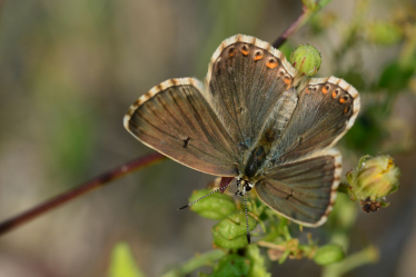 Le recto des ailes de la femelle de Lysandra coridon est brun, sauf pour les sous-espèces syngrapha et nufrellensis qui sont bleutées.