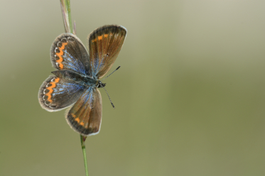 La coloration du recto des ailes de la femelle de Plebejus argus peut varier, comme le montre la photo ci-dessus.