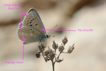 L'azuré du mélilot possède une large bande blanche marginale sur le verso de ses ailes antérieures et postérieures.