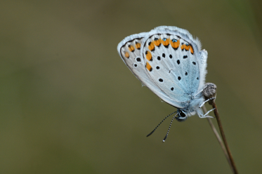 Le verso du mâle de l'azuré des coronilles est blanc bleuté, celui de la femelle brun clair. Ici un mâle.