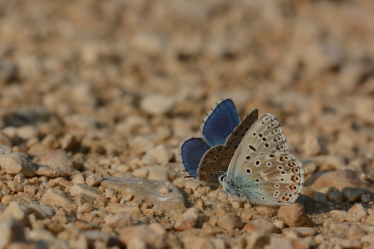 Mâles d’argus bleu céleste à la recherche de sels minéraux sur le sol humide.