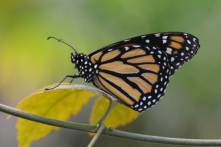 Papillons danaidés - Danainae