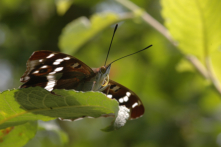 Papillons apaturidés - Apaturinae