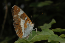 Papillons liménitidés - Limenitinae
