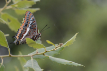 Papillons charaxidés - Charaxinae