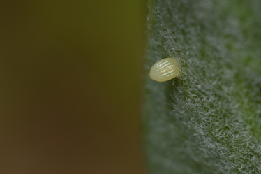 Un seul oeuf (taille 1,2 mm sur 0,9 mm) est en général pondu par plant d’asclépiade, mais on peut parfois en trouver plusieurs.