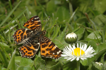 La première génération (levana) donne un papillon aux couleurs fauve et orangée au printemps.
