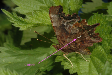 Au verso de l'aile postérieure, on aperçoit clairement le petit C blanc qui donne son nom scientifique au papillon.