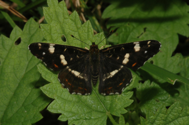 La seconde génération (prorsa) donne un papillon aux couleurs noirâtres.
