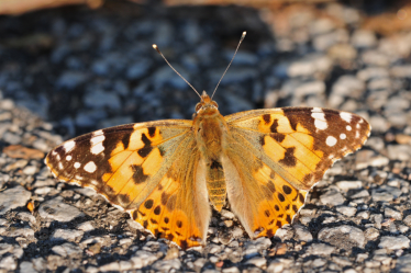 Le nanisme touche aussi les papillons : cette belle-dame naine a été aperçue sur l’ile de Lesvos en Grèce.