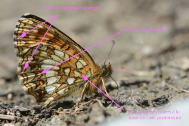 Melitaea diamina possède une série de points noirs dans la bande submarginale de l'aile postérieure et une bande marginale orangée.