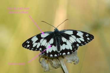 La tache noire dans l'aire discale et l'aire basale du recto de l'aile postérieure est distinctive.