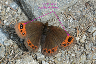 Le moiré printanier se reconnait à ses trois ocelles noirs pupillés de blanc sur bande rouge orangée à l’apex du recto de son aile antérieure.