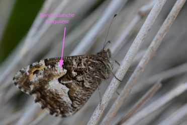 On remarquera la bande blanche irrégulière sur le verso de l'aile postérieure de Hipparchia semele.
