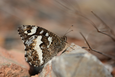 On remarquera l'ocelle noir pupillé de blanc sur fond blanc à l'apex du verso de son aile antérieure.