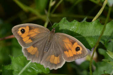 Le recto des ailes de la femelle du myrtil a une coloration plus orangée en Provence et en Corse.