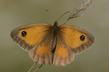 On reconnait l'amaryllis femelle à l'absence de bande androconiale sur le recto de l'aile antérieure.