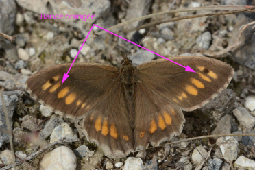 Le recto des ailes d’Arethusana arethusa est brun avec une bande orangée continue.