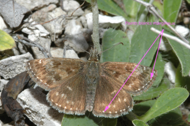 Le recto des ailes du Point de Hongrie est brun foncé orné de points blancs marginaux caractéristiques.