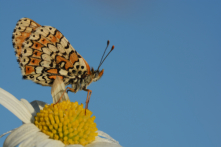 Papillons nymphélidés - Nymphelidae