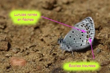 On notera les lunules noires en forme de flèche sur l’aile postérieure ainsi que la présence d’écailles bleutées brillantes chez le moyen argus.