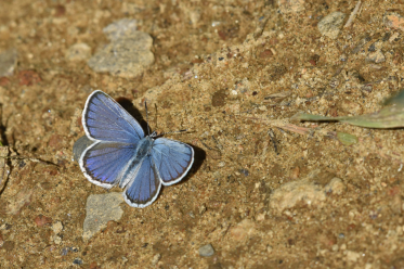 Recto du mâle de Plebejus idas. La femelle a les ailes brunâtres avec parfois du bleu.